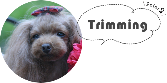 ポイント2｜ナノバブルオゾンペットシャワーを標準装備｜マラセチア、アトピー、アレルギーに対応したトリミング