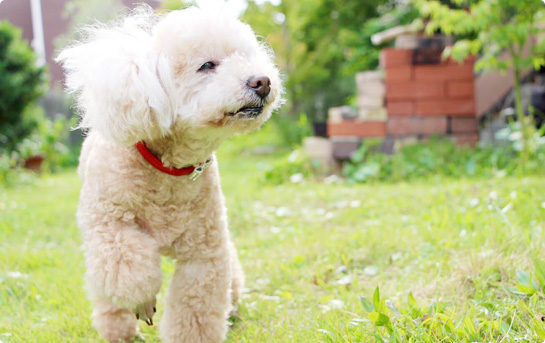 ペットサロン ピアスのトリミングは、マラセチア、アトピー、アレルギーなどの皮膚病に対応したシャンプーもあります
