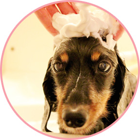 トリミングメニュー｜シャンプーコース