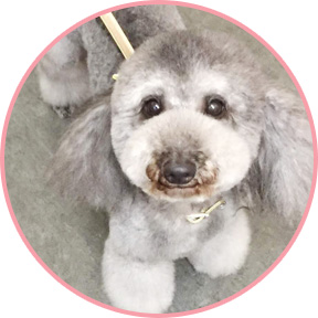 トリミングメニュー｜シャンプー・カットコース